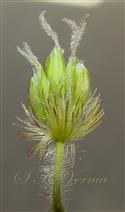  Burr-Cluster of 5 spikelets subtended by involucre